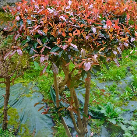 Sella Y Mar - Vut12as *